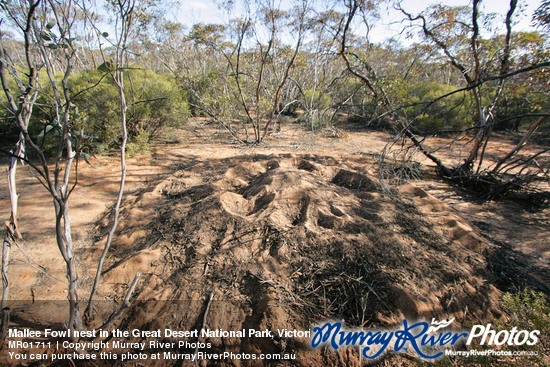 Mallee Fowl nest in the Great Desert National Park, Victoria