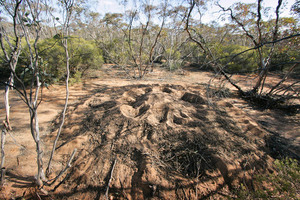 Mallee Fowl nest in the Great Desert National Park, Victoria