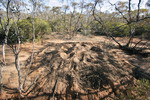 Mallee Fowl nest in the Great Desert National Park, Victoria