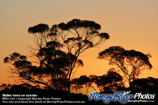 Mallee trees on sunrise