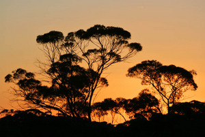 Mallee trees on sunrise