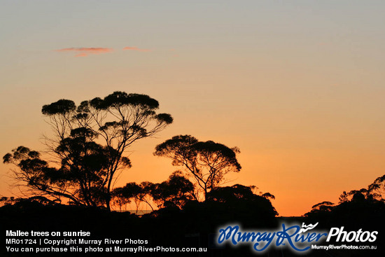 Mallee trees on sunrise