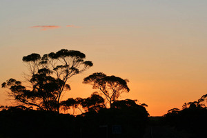 Mallee trees on sunrise