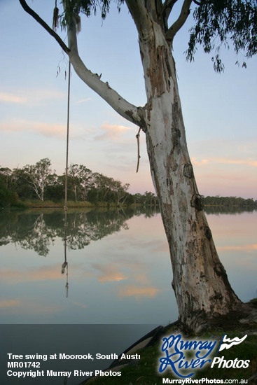 Tree swing at Moorook, South Australia