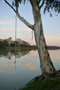 Tree swing at Moorook, South Australia