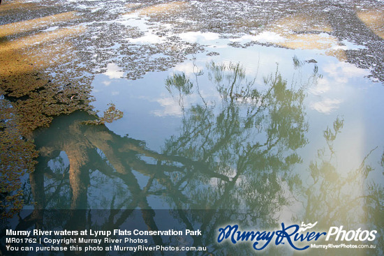 Murray River waters at Lyrup Flats Conservation Park