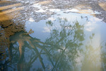 Murray River waters at Lyrup Flats Conservation Park