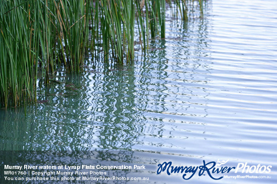 Murray River waters at Lyrup Flats Conservation Park