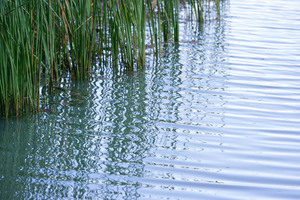 Murray River waters at Lyrup Flats Conservation Park