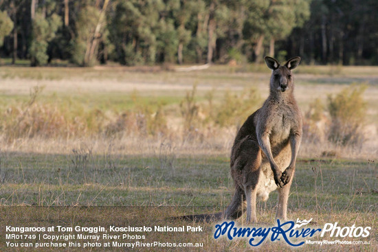 Kangaroos at Tom Groggin, Kosciuszko National Park