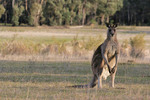Kangaroos at Tom Groggin, Kosciuszko National Park