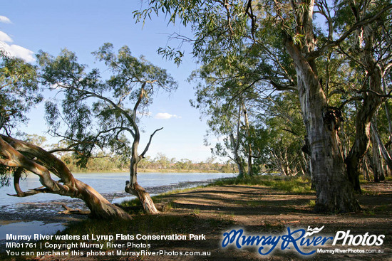 Murray River waters at Lyrup Flats Conservation Park