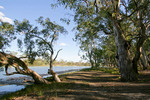 Murray River waters at Lyrup Flats Conservation Park