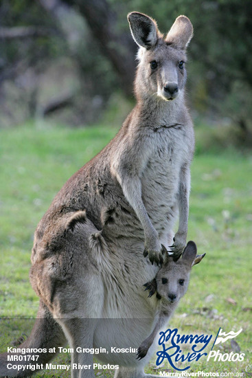 Kangaroos at Tom Groggin, Kosciuszko National Park