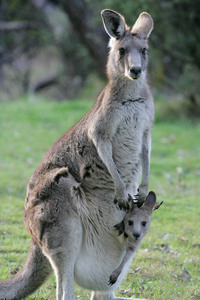 Kangaroos at Tom Groggin, Kosciuszko National Park