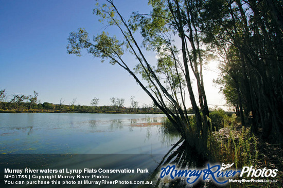 Murray River waters at Lyrup Flats Conservation Park