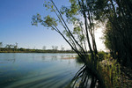 Murray River waters at Lyrup Flats Conservation Park