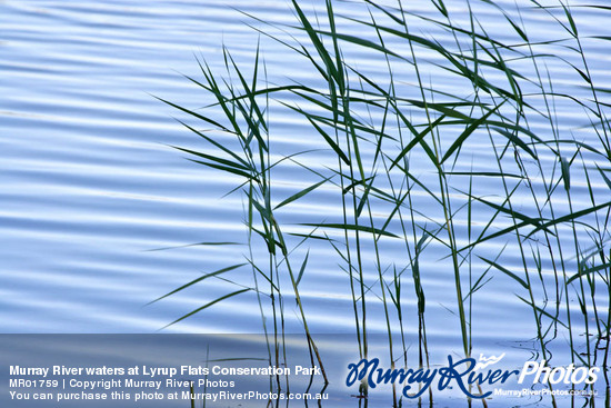 Murray River waters at Lyrup Flats Conservation Park