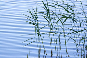 Murray River waters at Lyrup Flats Conservation Park