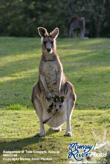 Kangaroos at Tom Groggin, Kosciuszko National Park