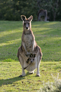 Kangaroos at Tom Groggin, Kosciuszko National Park