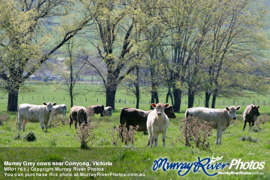 Murray Grey cows near Corryong, Victoria