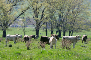 Murray Grey cows near Corryong, Victoria