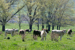 Murray Grey cows near Corryong, Victoria