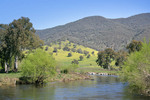 Murray River near Bringenbrong