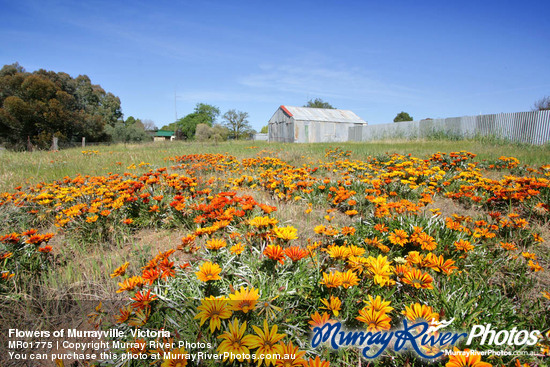 Flowers of Murrayville, Victoria