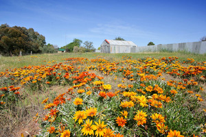 Flowers of Murrayville, Victoria