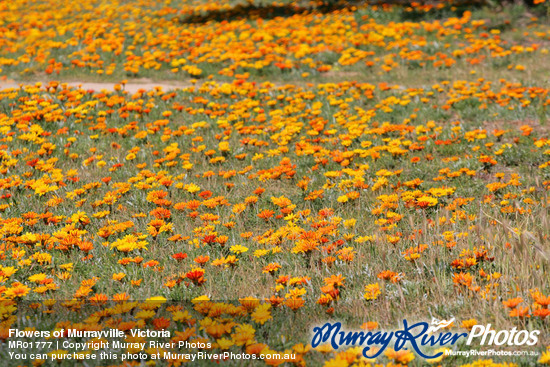 Flowers of Murrayville, Victoria