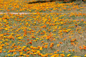 Flowers of Murrayville, Victoria