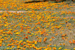 Flowers of Murrayville, Victoria