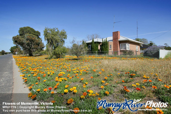 Flowers of Murrayville, Victoria