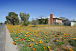 Flowers of Murrayville, Victoria