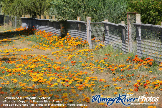 Flowers of Murrayville, Victoria