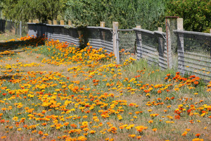 Flowers of Murrayville, Victoria