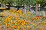 Flowers of Murrayville, Victoria