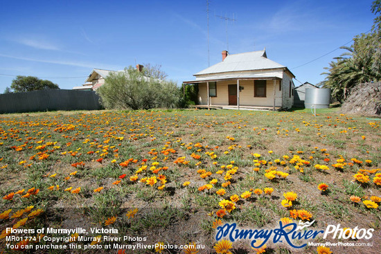 Flowers of Murrayville, Victoria