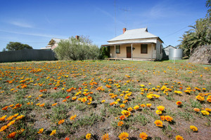 Flowers of Murrayville, Victoria