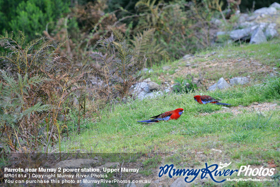 Parrots near Murray 2 power station, Upper Murray