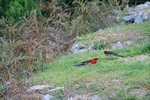 Parrots near Murray 2 power station, Upper Murray