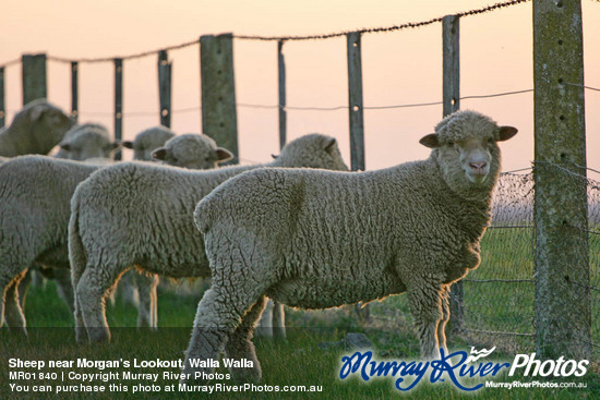 Sheep near Morgan's Lookout, Walla Walla