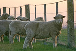 Sheep near Morgan's Lookout, Walla Walla