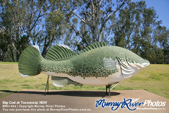 Big Cod at Tocumwal, NSW