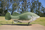 Big Cod at Tocumwal, NSW