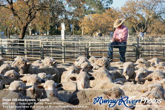 Swan Hill stockyards, Victoria