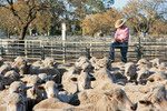 Swan Hill stockyards, Victoria