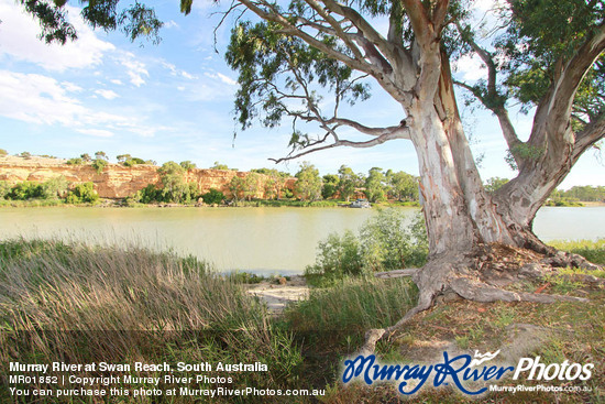 Murray River at Swan Reach, South Australia